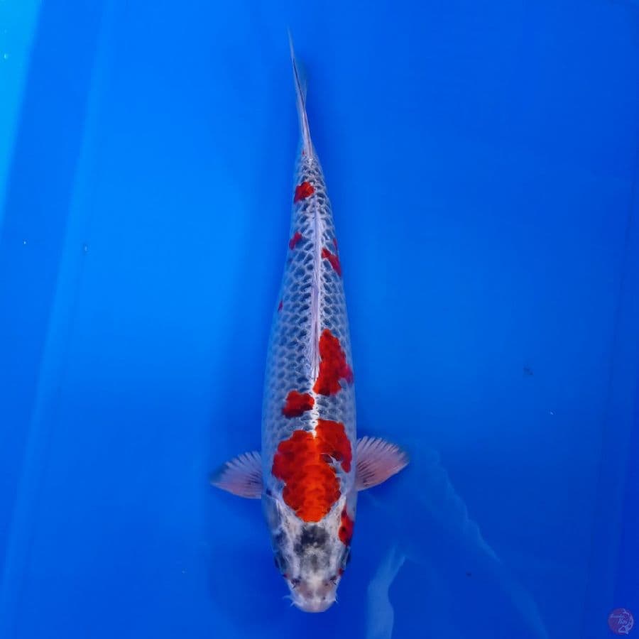 TOYAMA - RED KUJAKU MALE 33CM