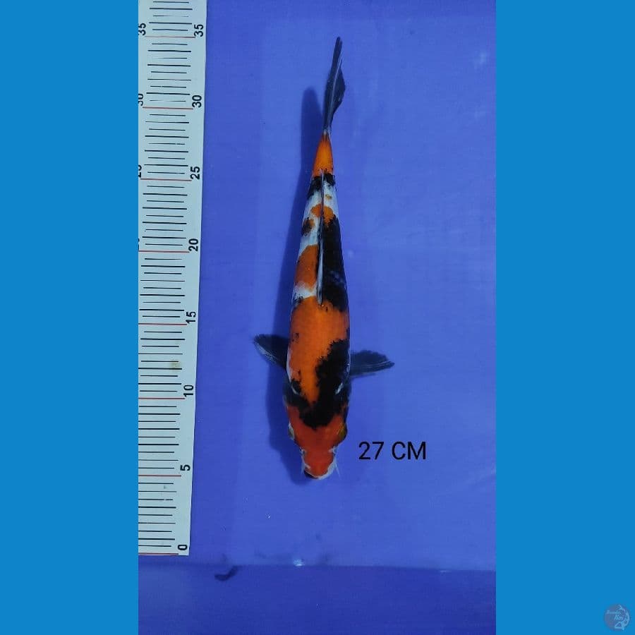 showa 27cm