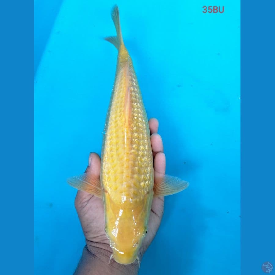 Karashi Ginrin 35BU