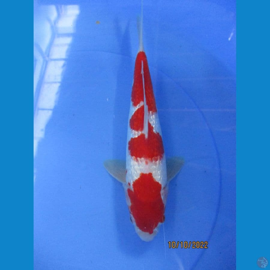 Redy for Show Ginrin Kohaku 30 CM