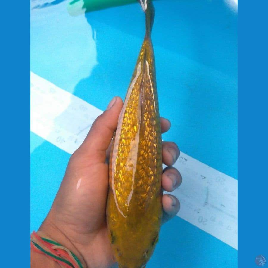 karamel 27cm