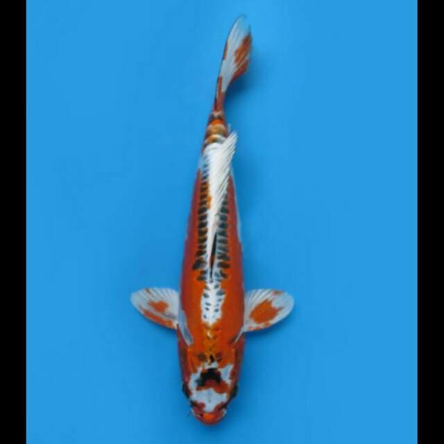 35cm Female - Beni Kinkikoryu Hq