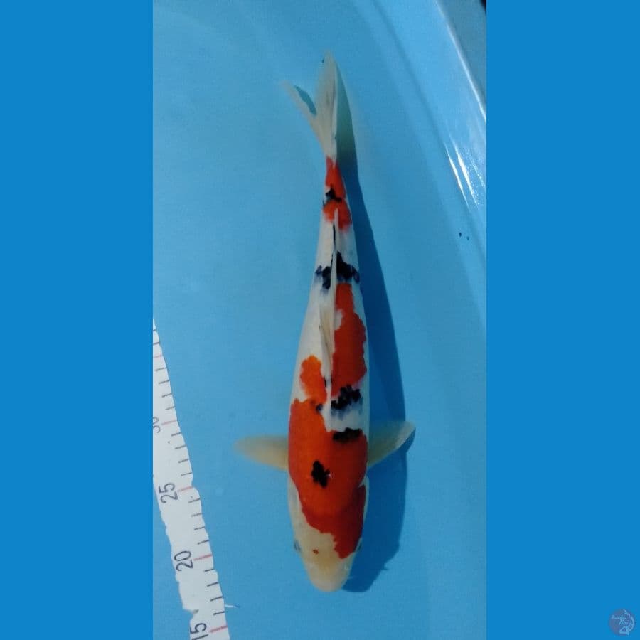 Sanke M 40cm original