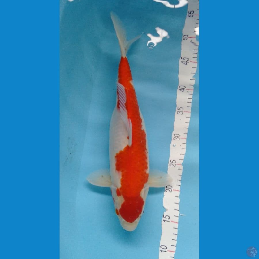 Kohaku body bulky F 39cm