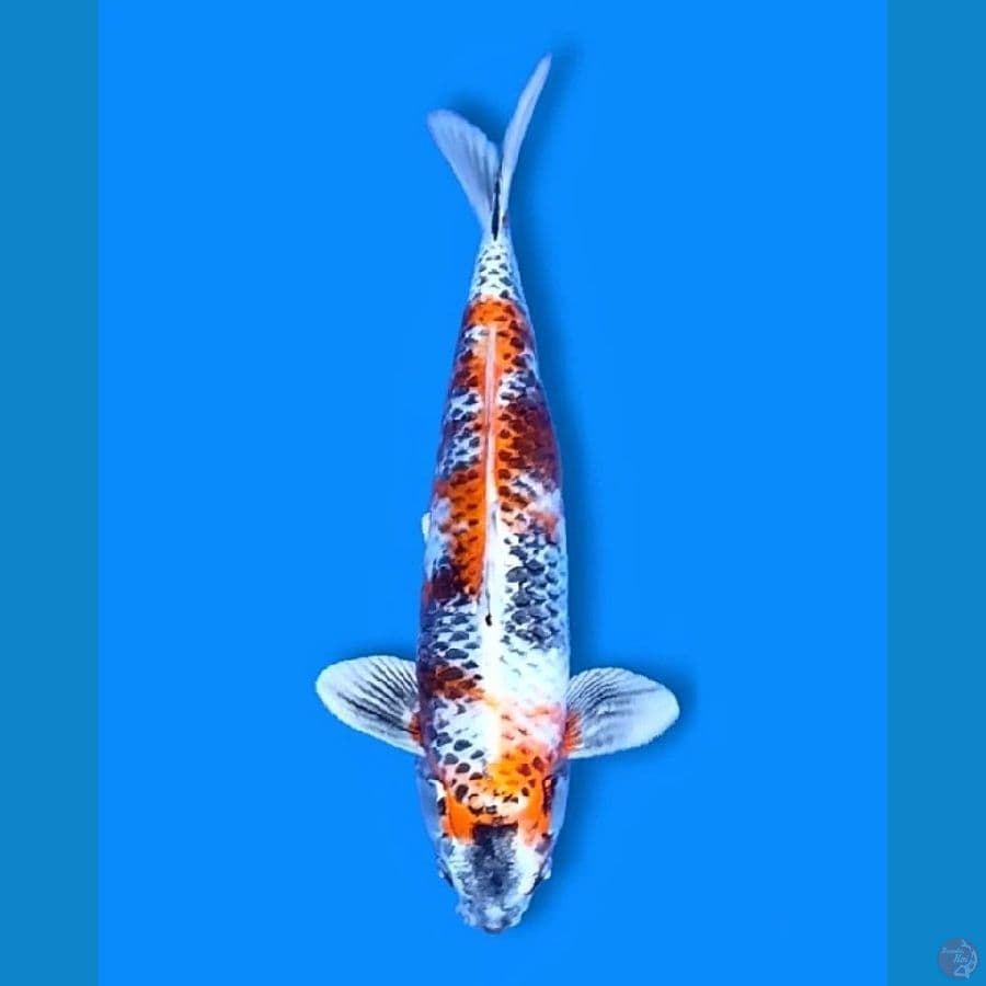 Kinshowa 45 Male