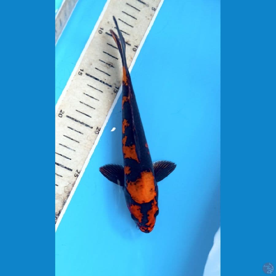 Kin utsuri 22cm