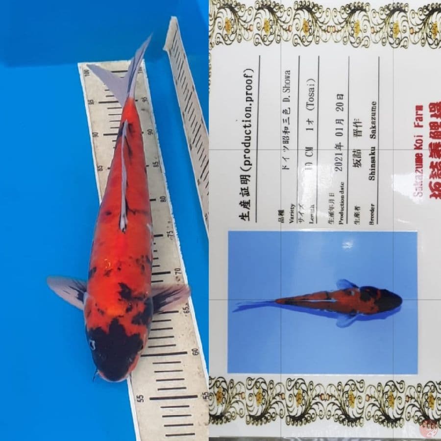 Showa doitsu" 45bu + Certy ( import)