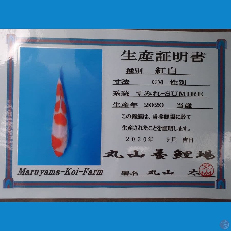 Kohaku "Maruyama" 45bu + Certy ( import)