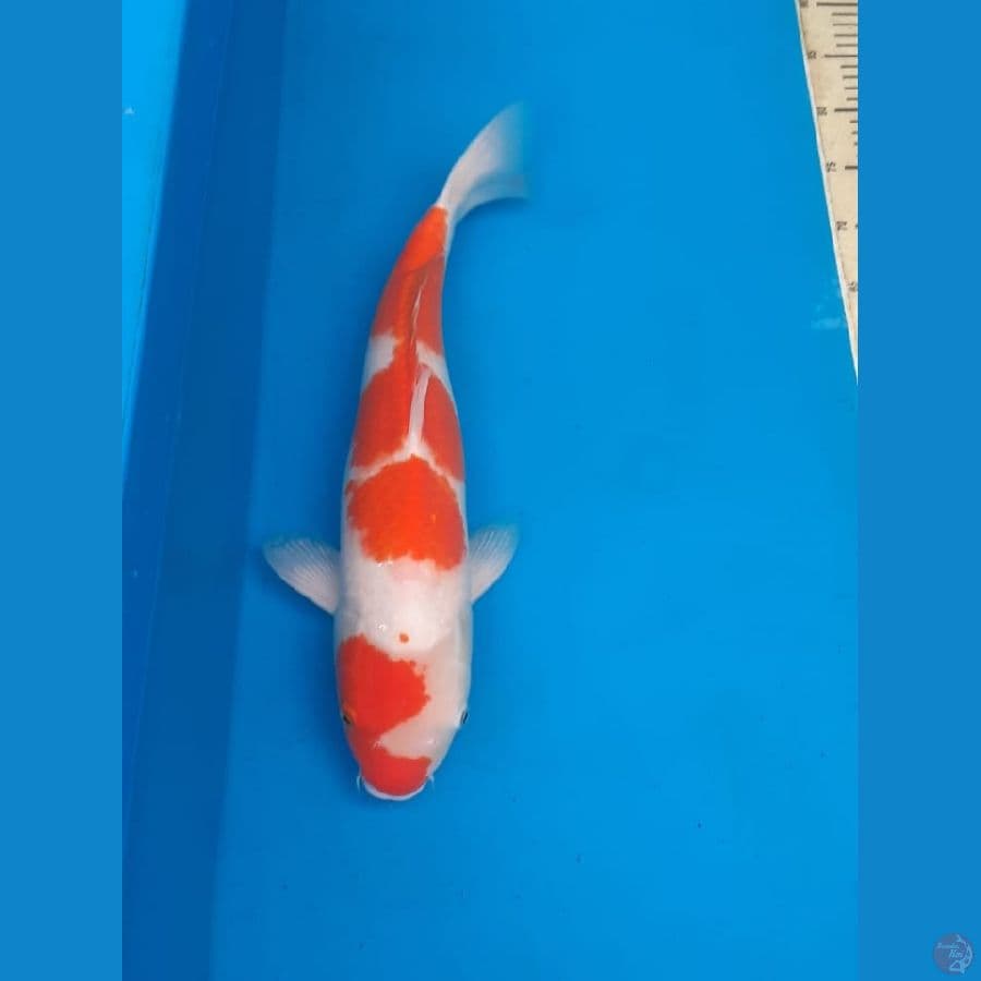 Kohaku "Maruyama" 45bu + Certy ( import)