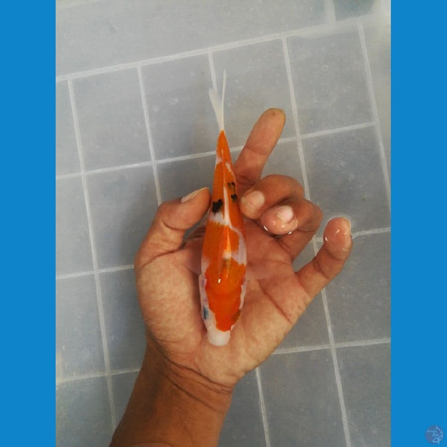 17cm sanke