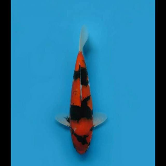 37cm Female - Hi Showa Koleksi Top