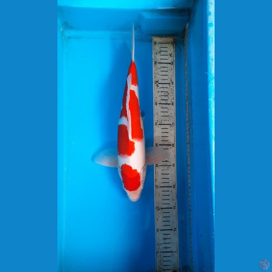 kohaku maruten