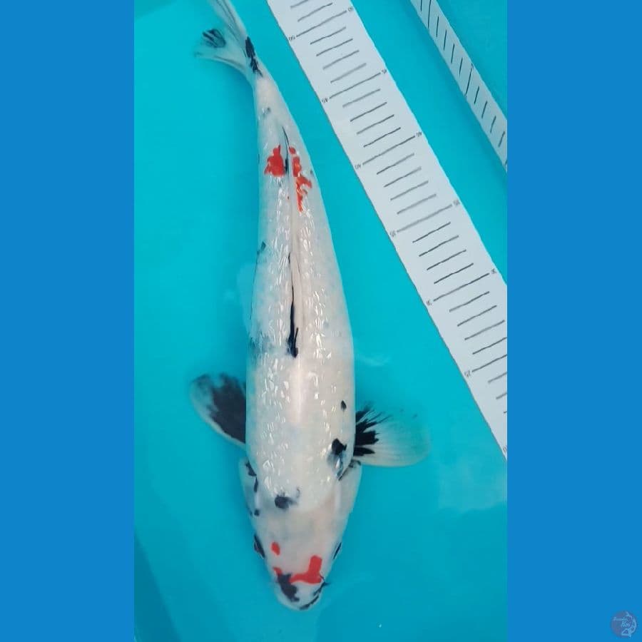 40cm showa ginrin