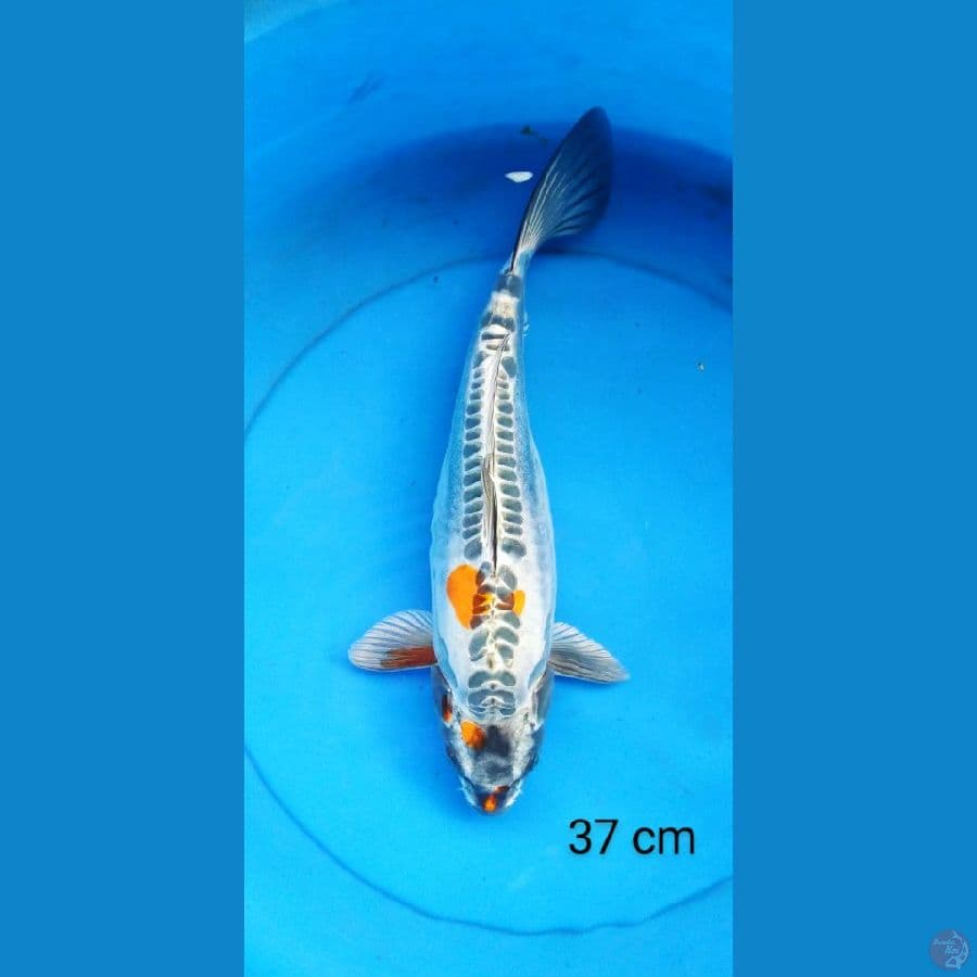 kiko big 37 cm