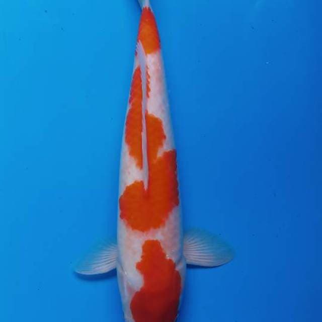 Kohaku