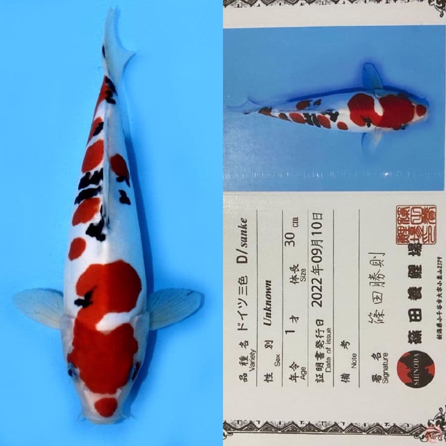 DOITSU SQ SHINODA IMPORT 30CM