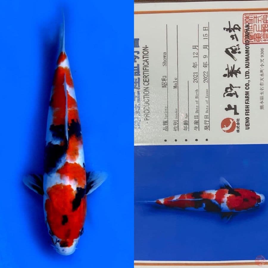 SHOWA HQ UENO IMPORT 34CM