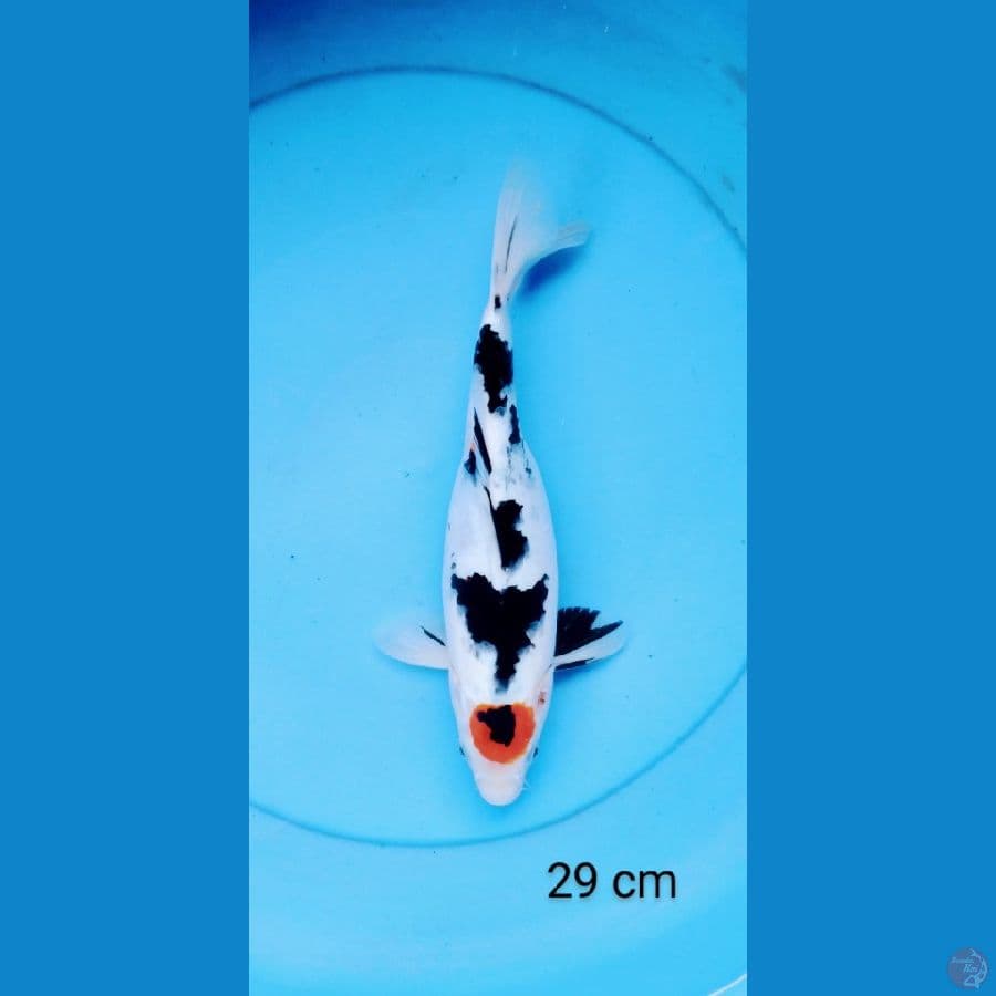 tancho sanke 29 cm