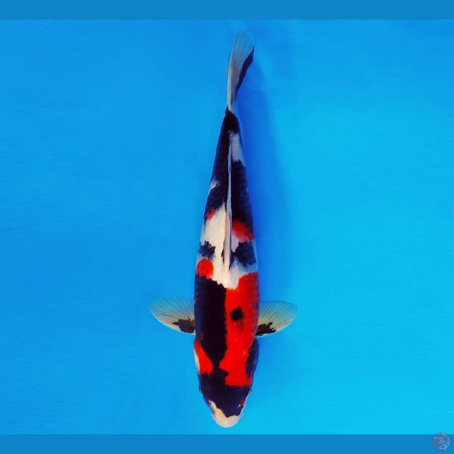 AMATERASU 2 ~ SHOWA SPC 35 cm/male ™