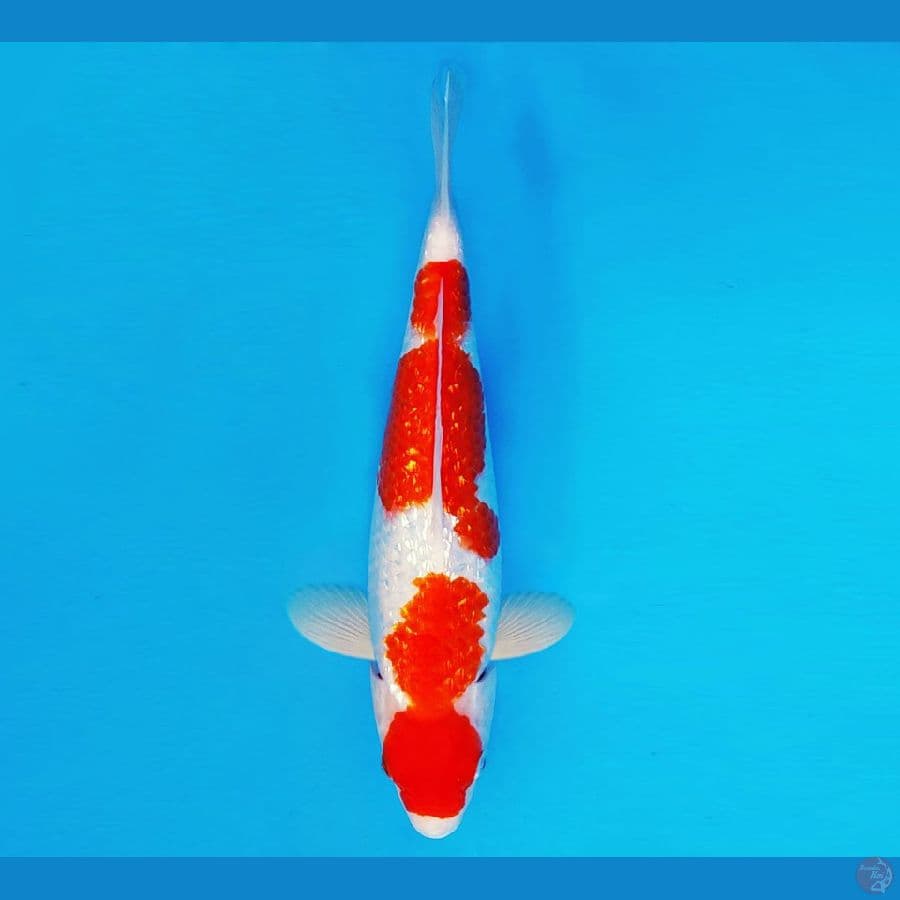 AMATERASU 4 ~ KOHAKU GIN RIN 30 cm/fm ™