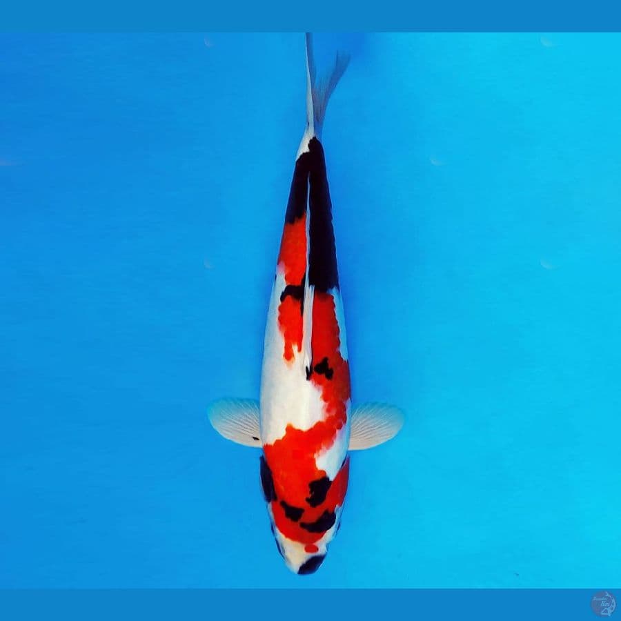 AMATERASU 5 ~ INAZUMA SHOWA 35 cm/fm ™