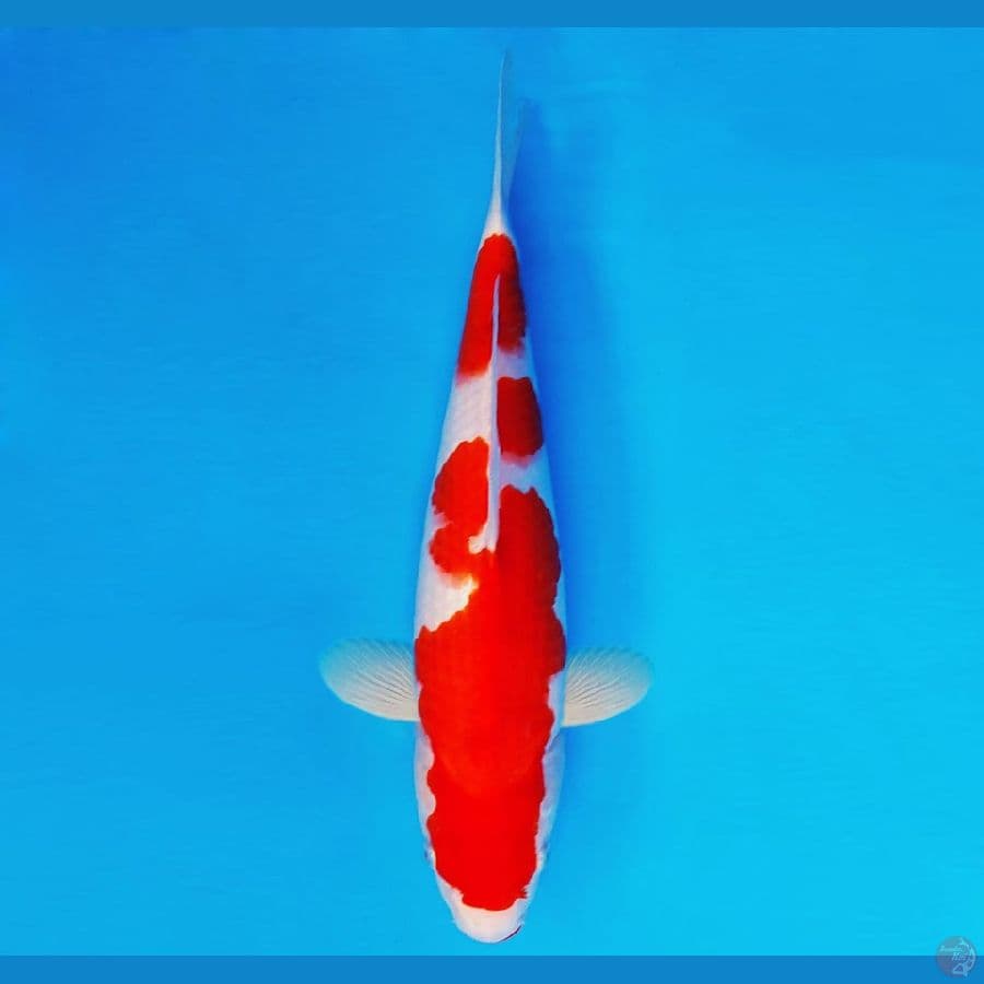 AMATERASU 6 ~ KOHAKU 36 cm/fm ™