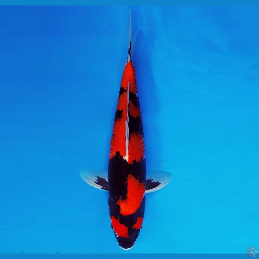 AMATERASU 7 ~ SHOWA 35 cm/male ™