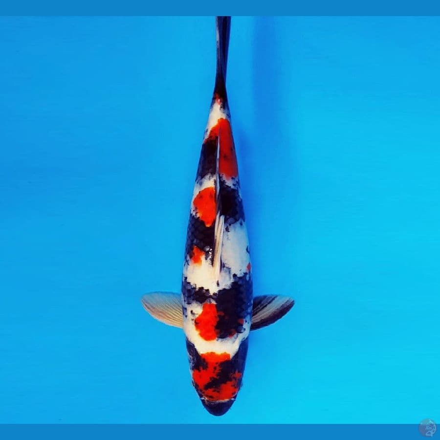 AMATERASU 8 ~ MARUTEN SHOWA EVO 37 cm/male ™
