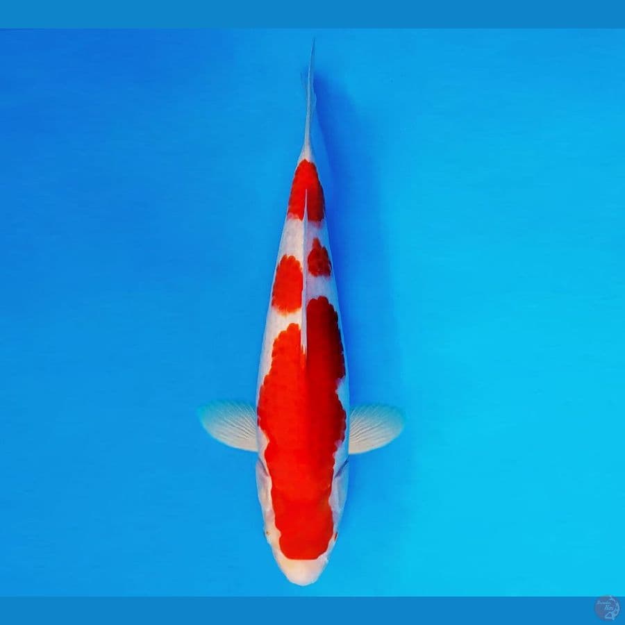 AMATERASU 10 ~ AI GOROMO 35 cm/fm ™