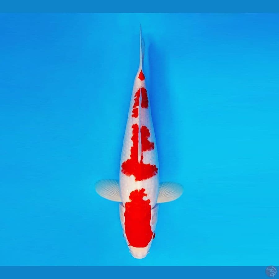 AMATERASU 12 ~ KOHAKU 31 cm/male ™