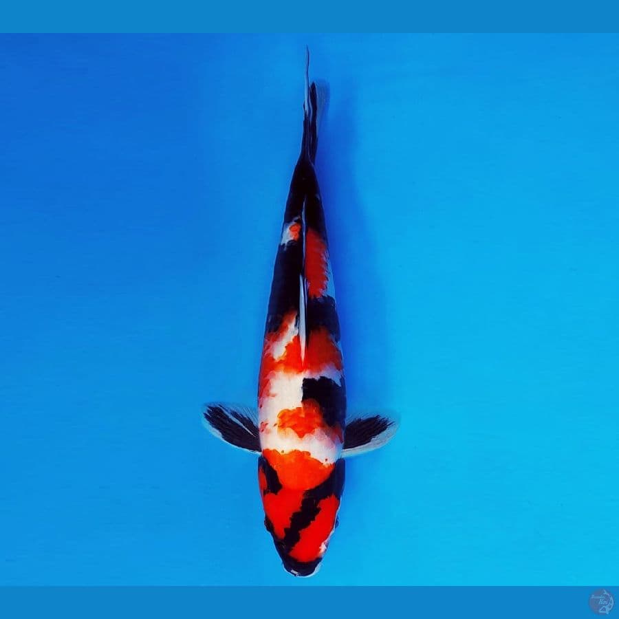 AMATERASU 14 ~ SHOWA 32 cm/fm ™
