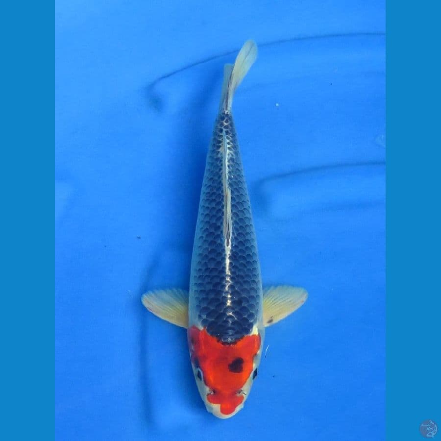 33cm - Tancho Goshiki Antik