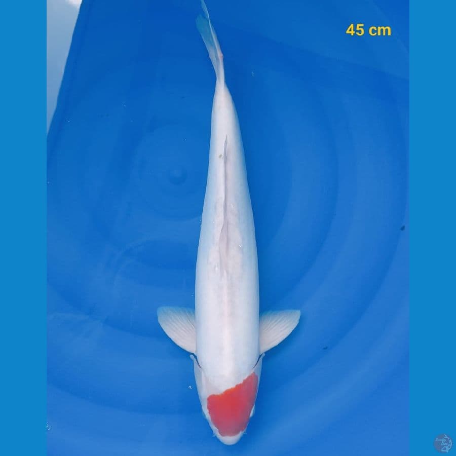 Bahan pemikiran male 45 cm