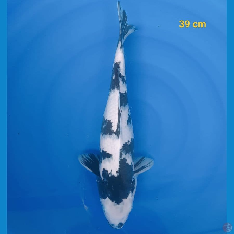 SQ Shiro FM 39 cm