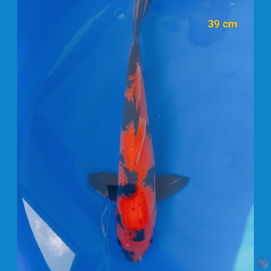 SQ Utsuri male 39 cm