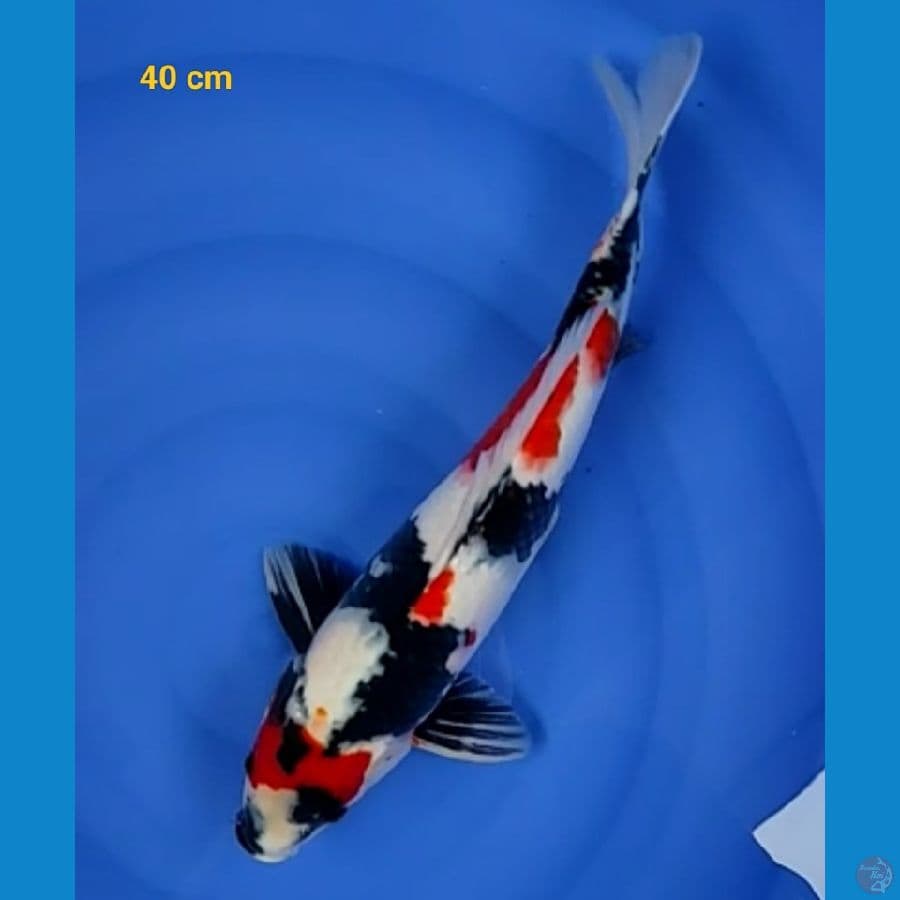 SQ showa male 40 cm
