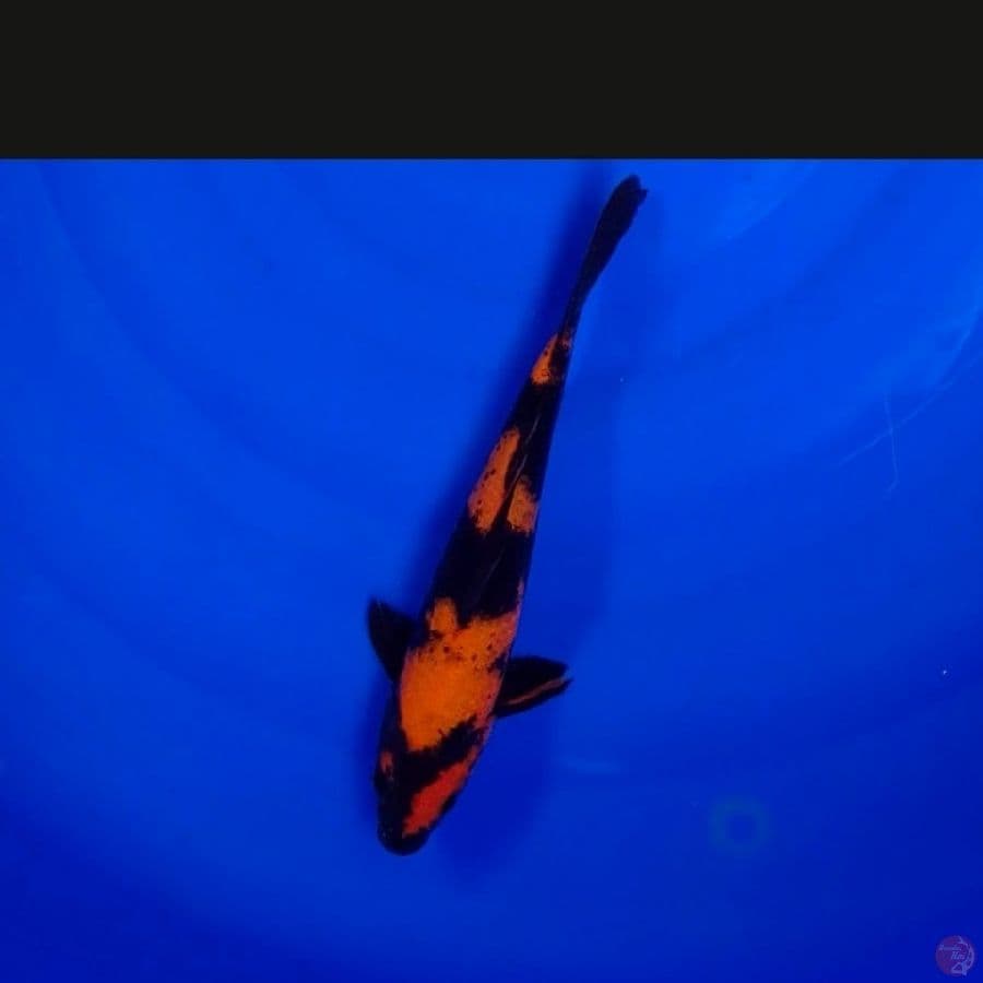 Koi Import Jepang Hi Utsuri (Sertifikat Marusei) 27cm