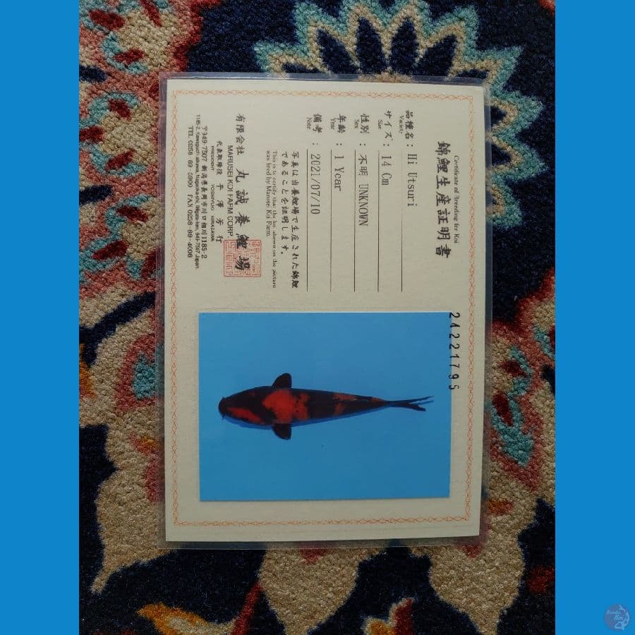 Koi Import Jepang Hi Utsuri (Sertifikat Marusei) 27cm