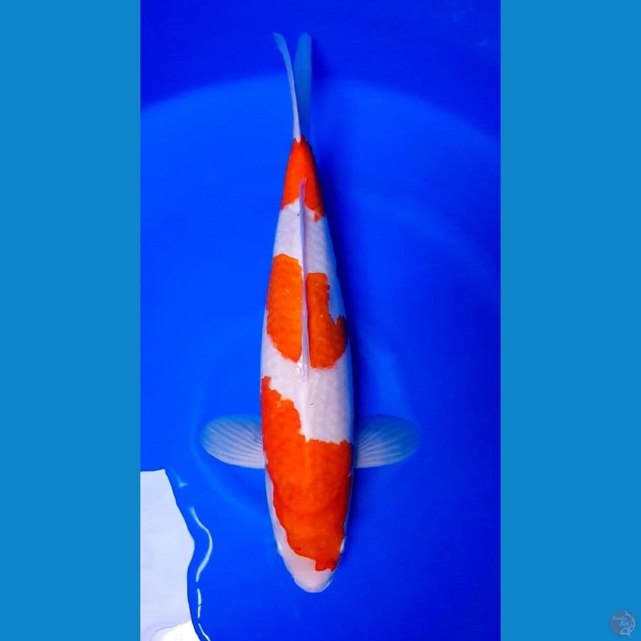 KOHAKU 42CM STEP 3 ORIGINAL ~ female☆