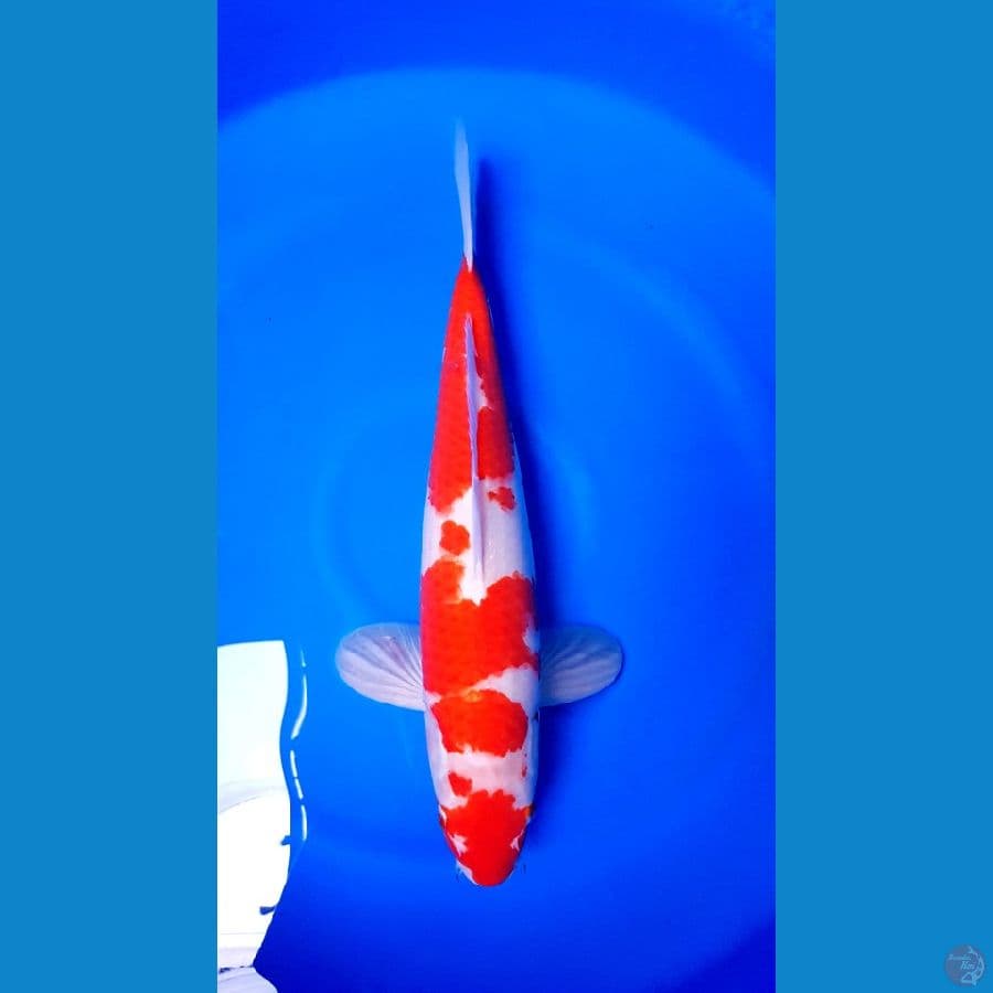 KOHAKU HQ 43CM MERAH STRONG~male☆
