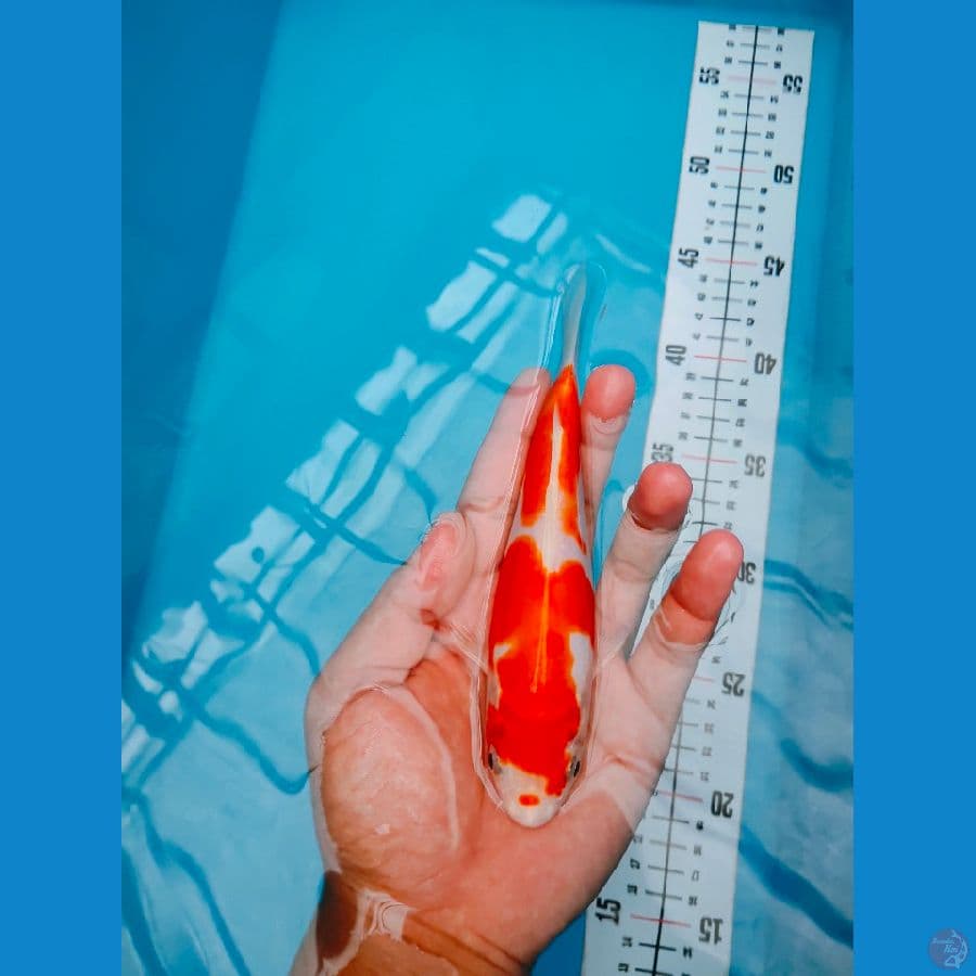 KIKUSUI 17CM MALE