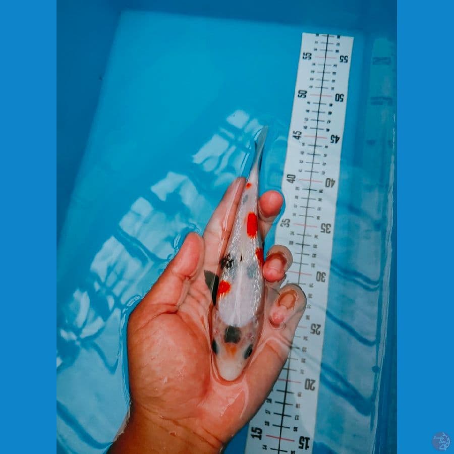 SHOWA GINRIN 18CM