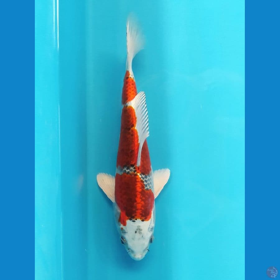 KUJAKU 22CM FEMALE
