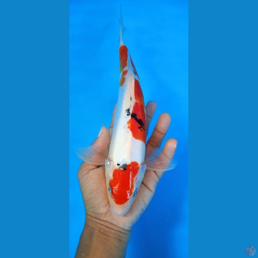 doitshu sanke 29 cm jantan