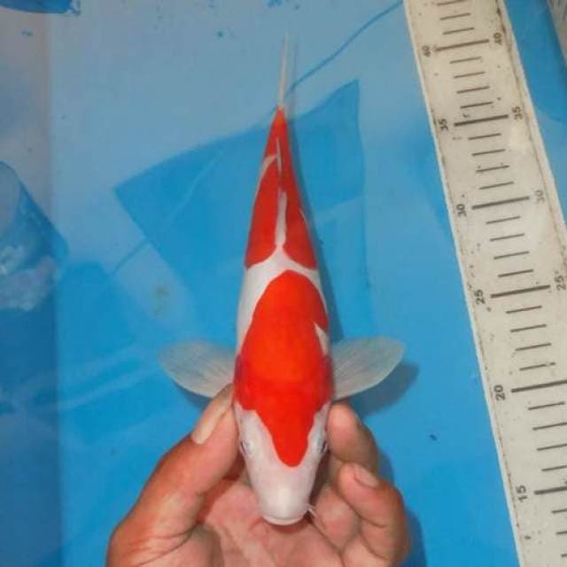 DOITSU KOHAKU ALUS