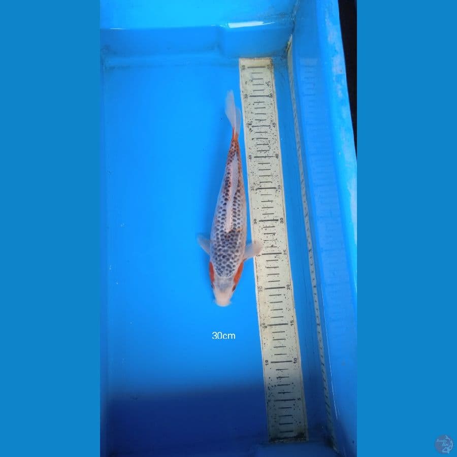 asagi 30cm