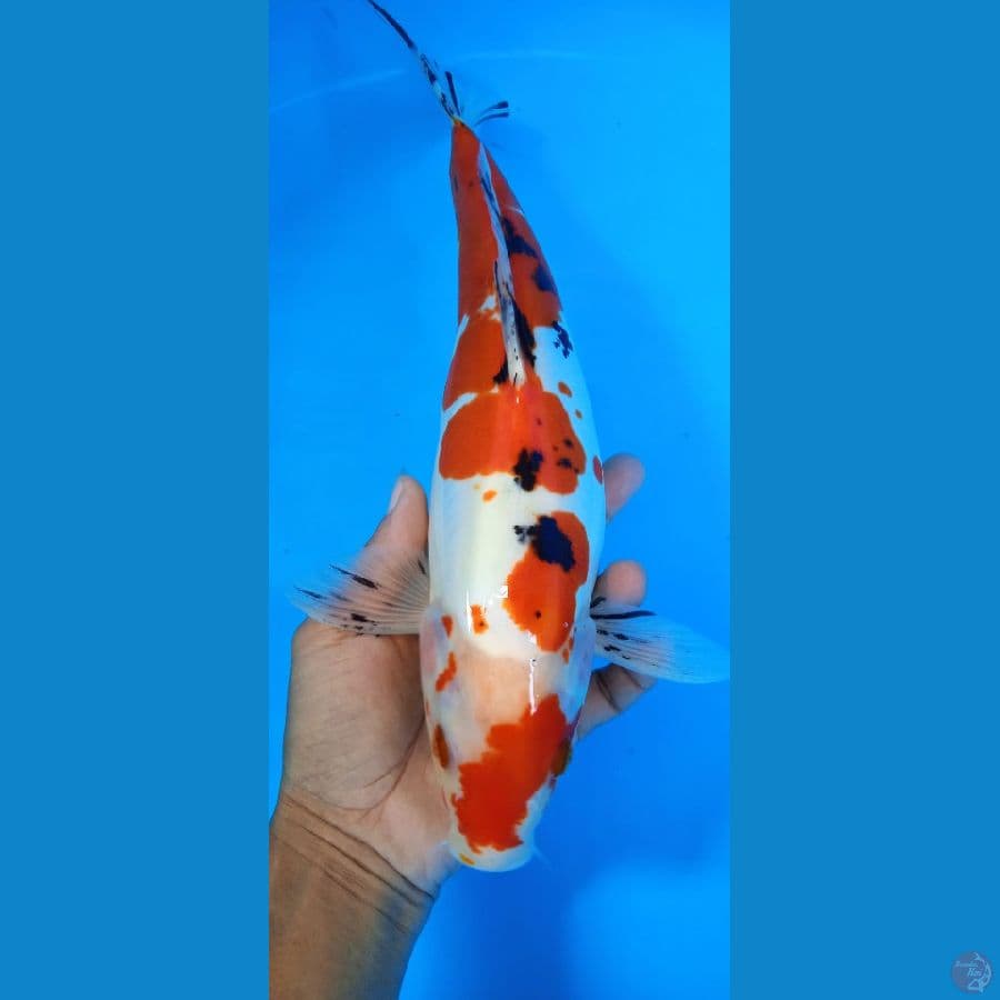 doishu sanke : 33 cm