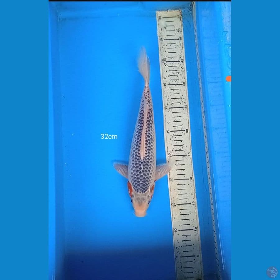 asagi 32cm