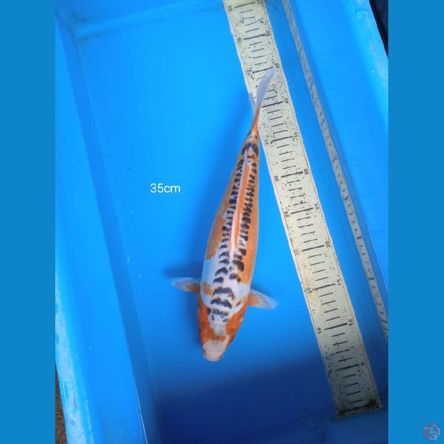 susui 35cm