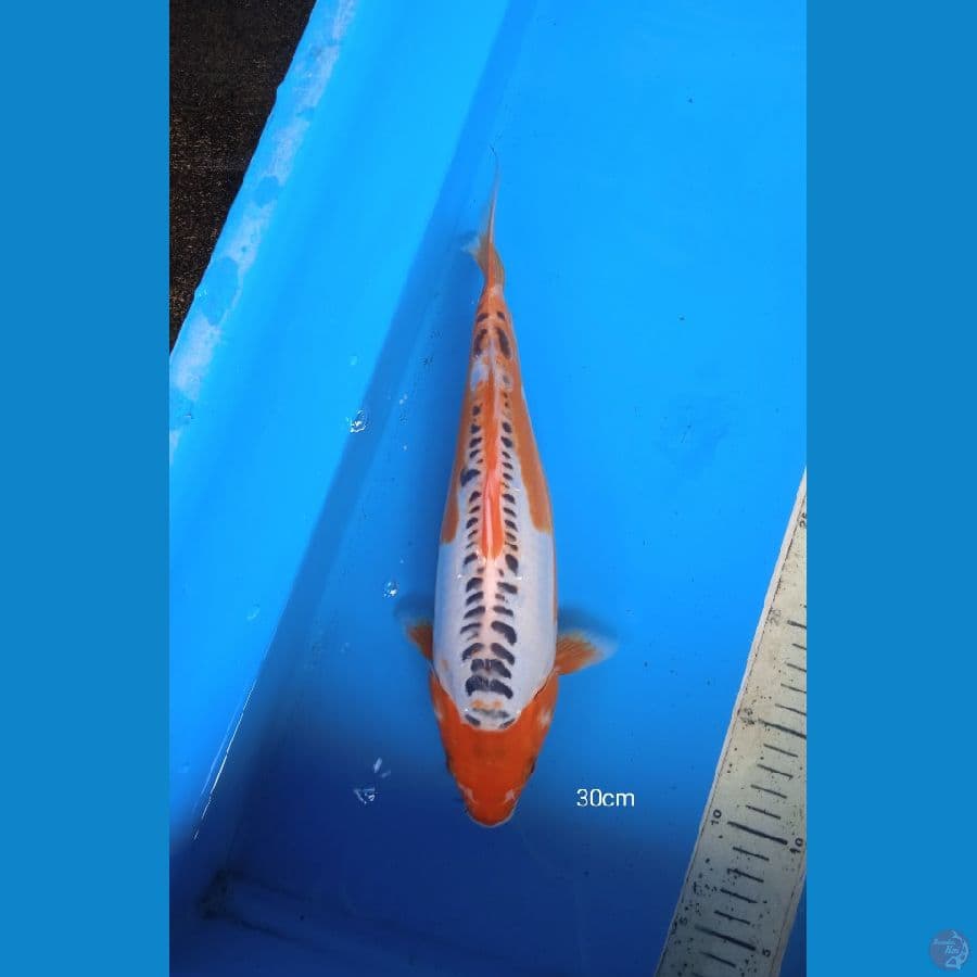 susui 30cm